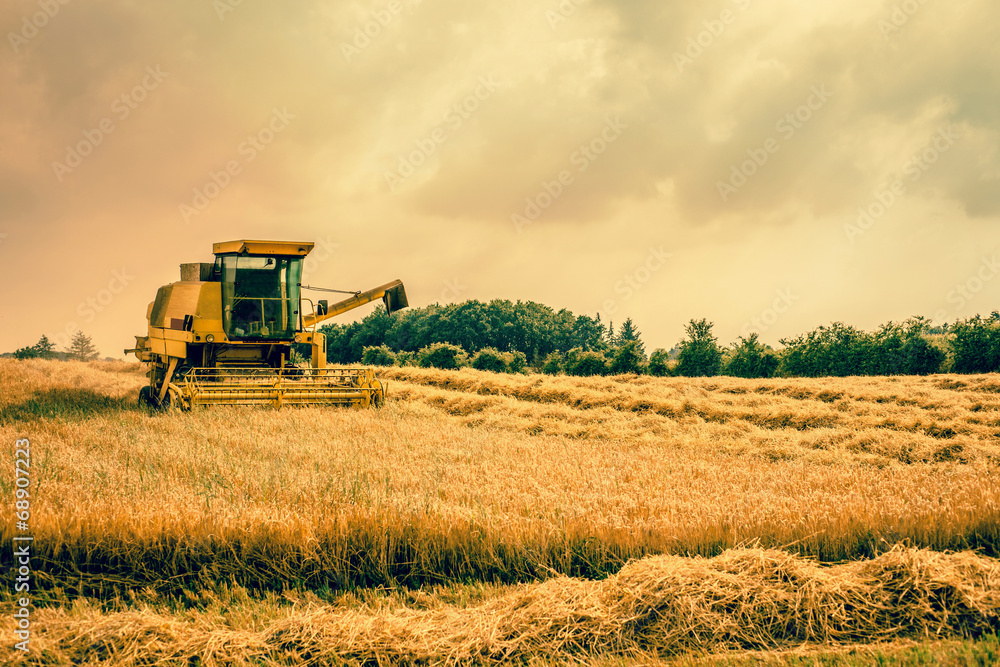 Fototapeta premium Harvester machine on a field