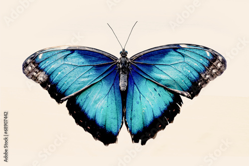Print op canvas Beautiful blue butterfly
