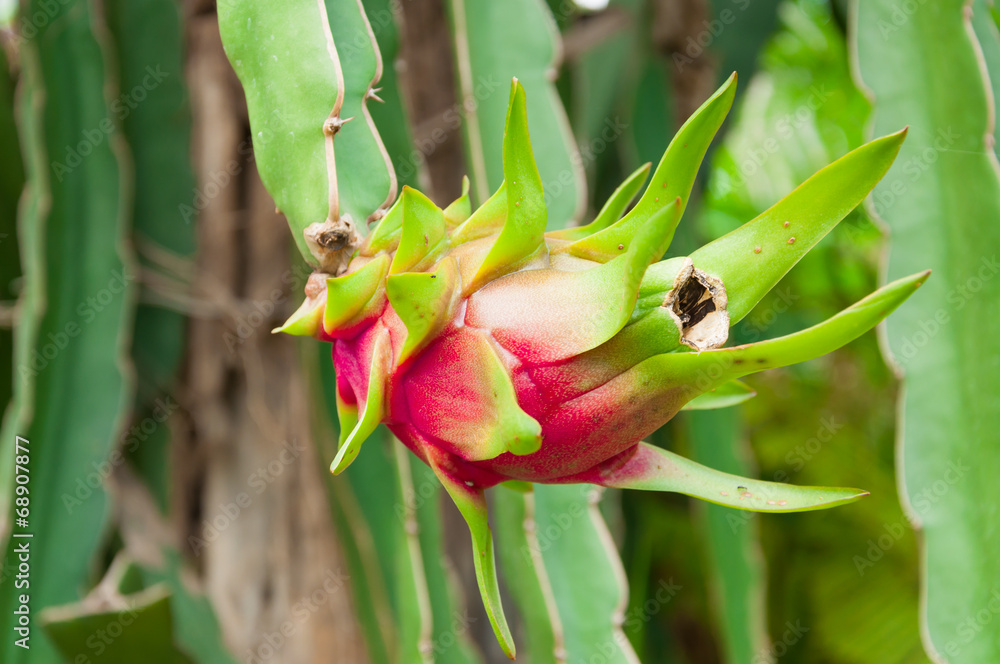 Obraz premium The dragon fruit