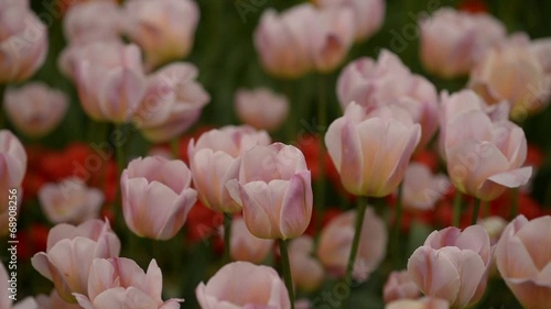 Tulip garden in Keukenhof