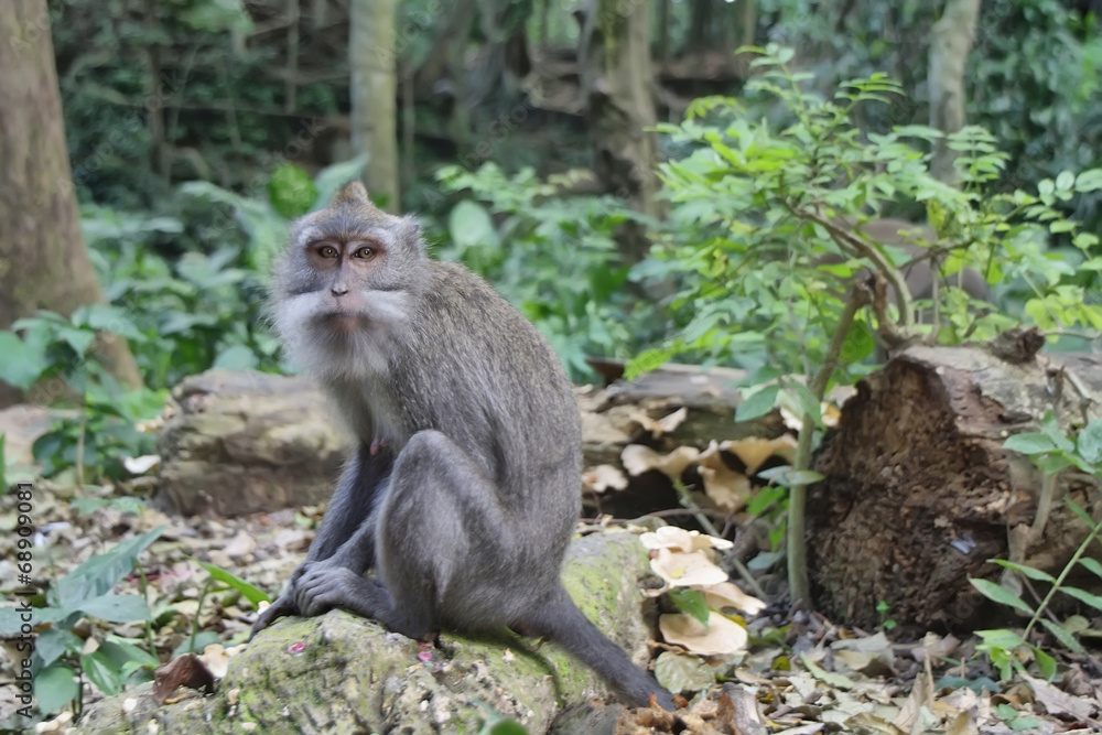 Balinese monkey in Ubud