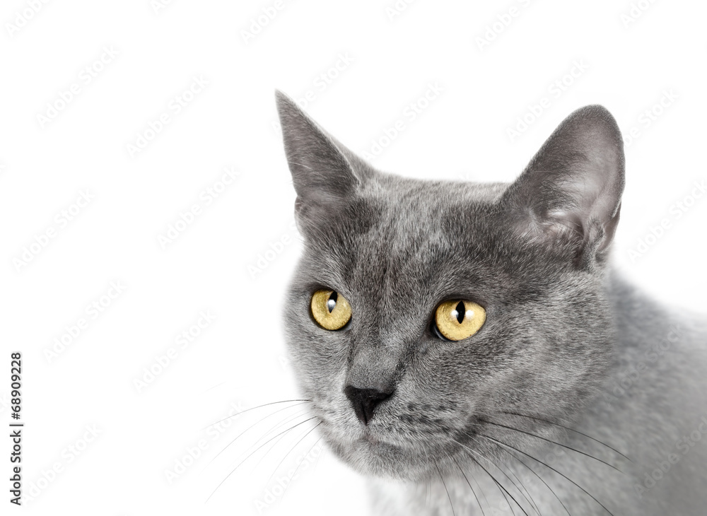 Muzzle a cat on a white background. Muzzle a cat on a white background.