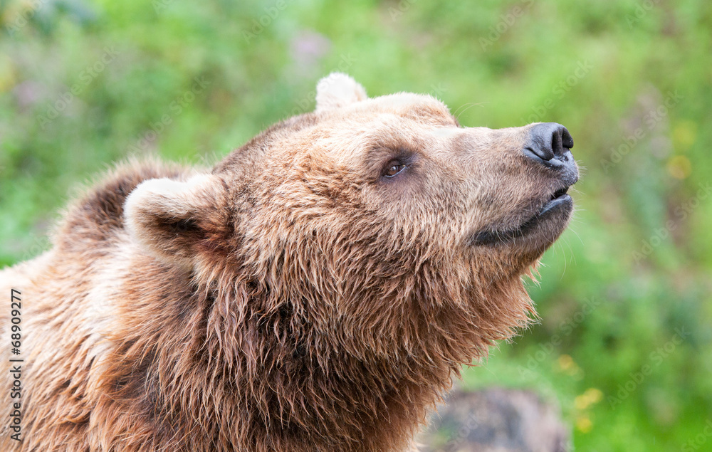 side face portrait of an european brown bear