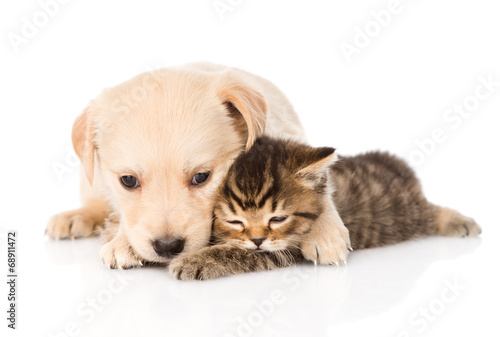 Fototapeta Naklejka Na Ścianę i Meble -  golden retriever puppy dog hugging british cat. isolated on whit