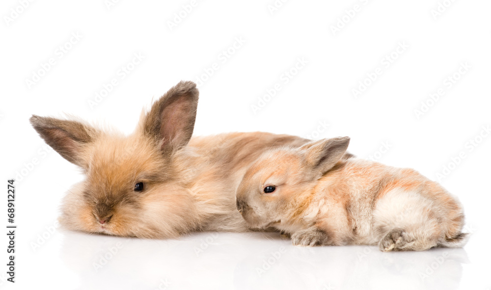 Obraz premium adult rabbit and newborn bunny. isolated on white background