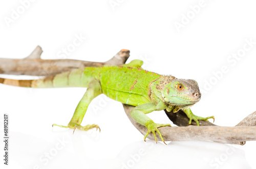 green agama close up. isolated on white background
