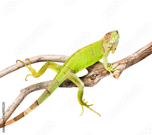 green iguana crawling on dry branch. isolated on white backgroun