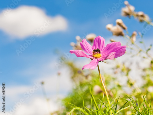 Sommerausflug - Eine Hummel auf einer pinkfarbenen Blüte