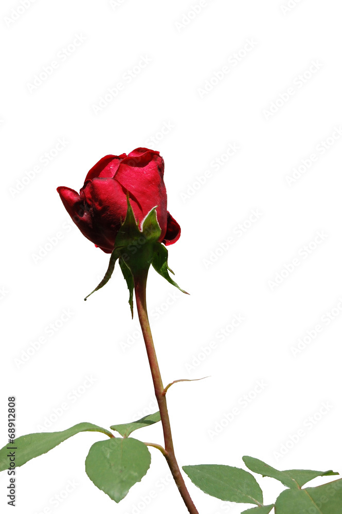 Rose Rose