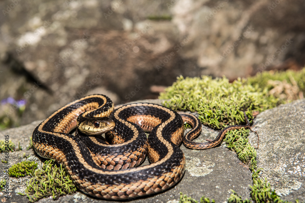 Fototapeta premium Eastern Garter Snake
