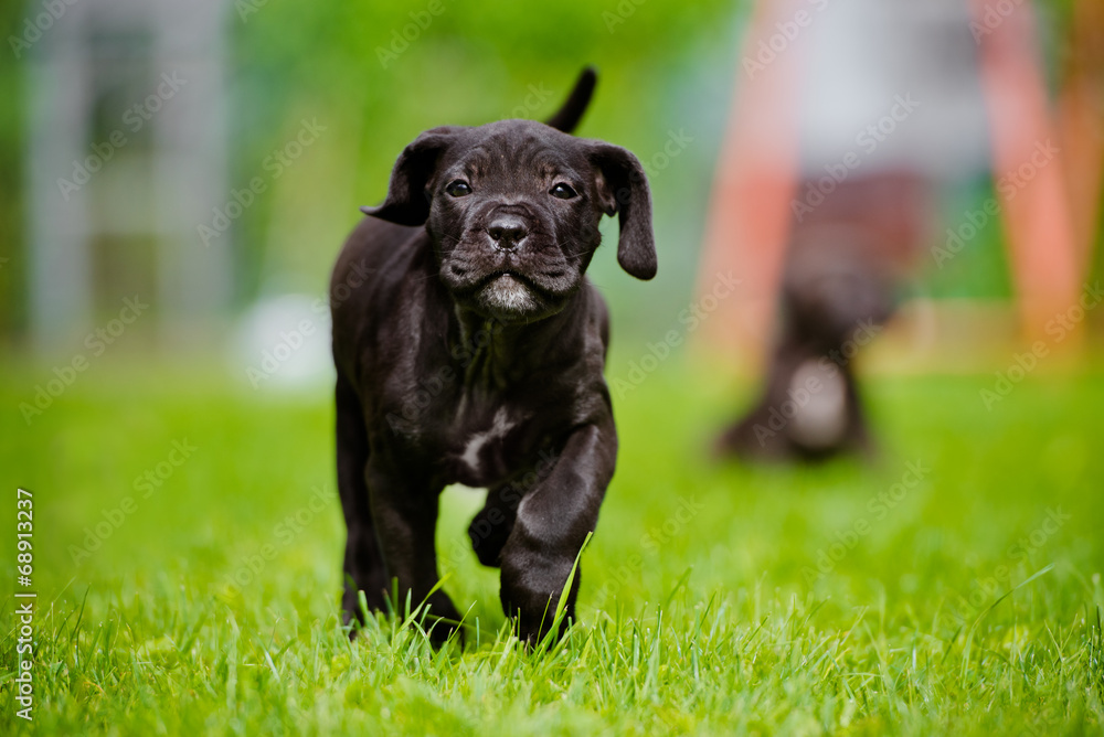 black cane corso puppy running