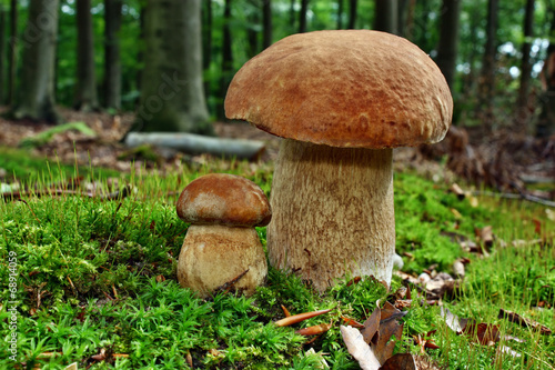 Two mushroom boletus