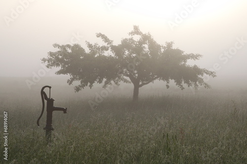 Baum im Nebel photo