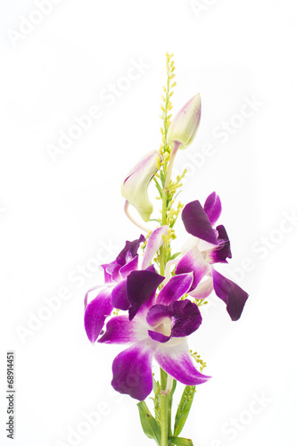 Purple orchid on white background