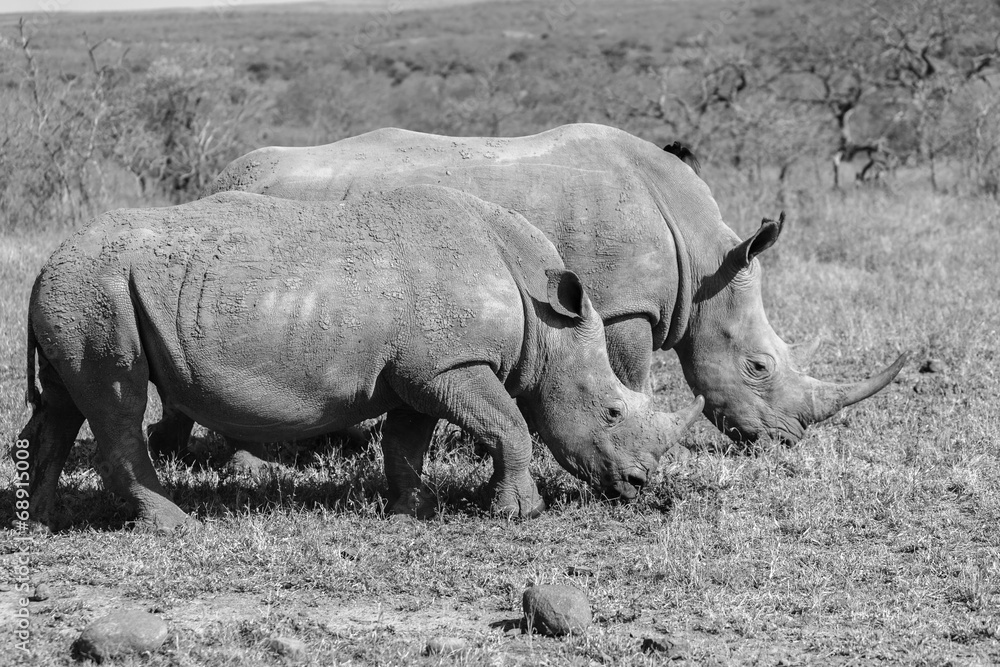 Obraz premium Wildlife Rhino Calf Black White Vintage