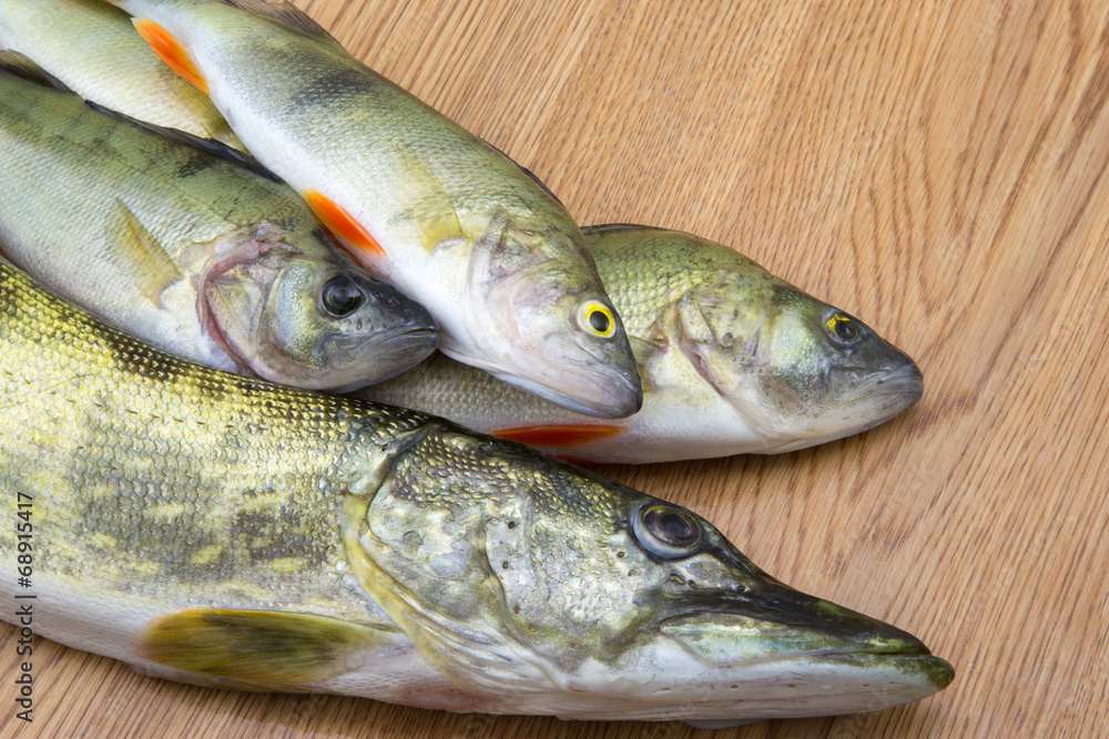 Perch fishes and spike Perch fishes and spike