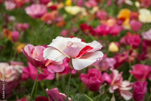 Giardino Botanico Dublino
