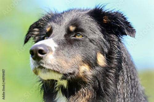 Border collie dog © Mikkel Bigandt