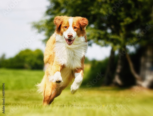 Nova Scotia Duck Tolling Retriever dog