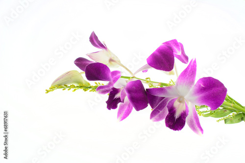 Purple orchid on white background