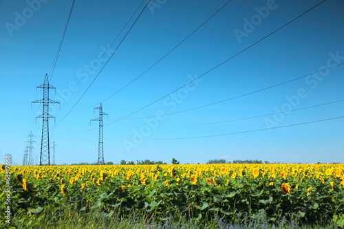 High-voltage power line in the field of sunflowers