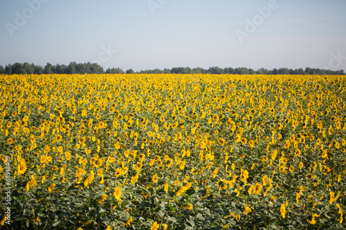 Field of sunflowers © frizzyfoto
