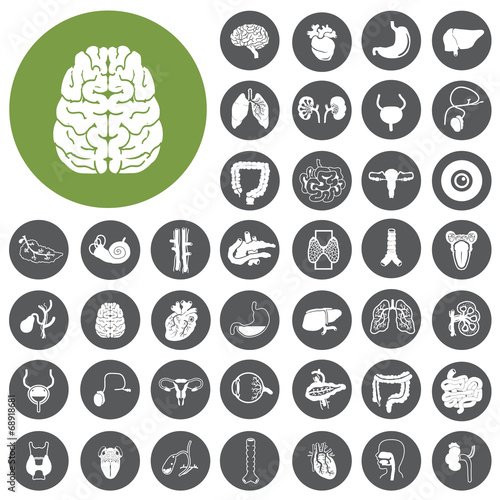 Human organs Flat design icons set. Illustration eps10 photo