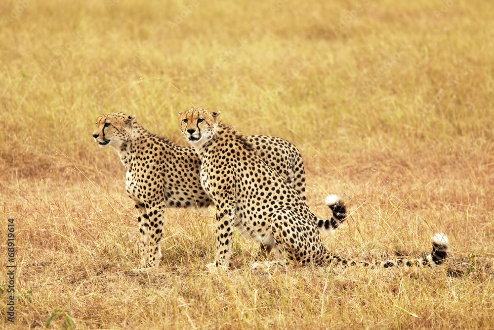 Cheetahs on the Masai Mara in Africa Cheetahs on the Masai Mara in Africa