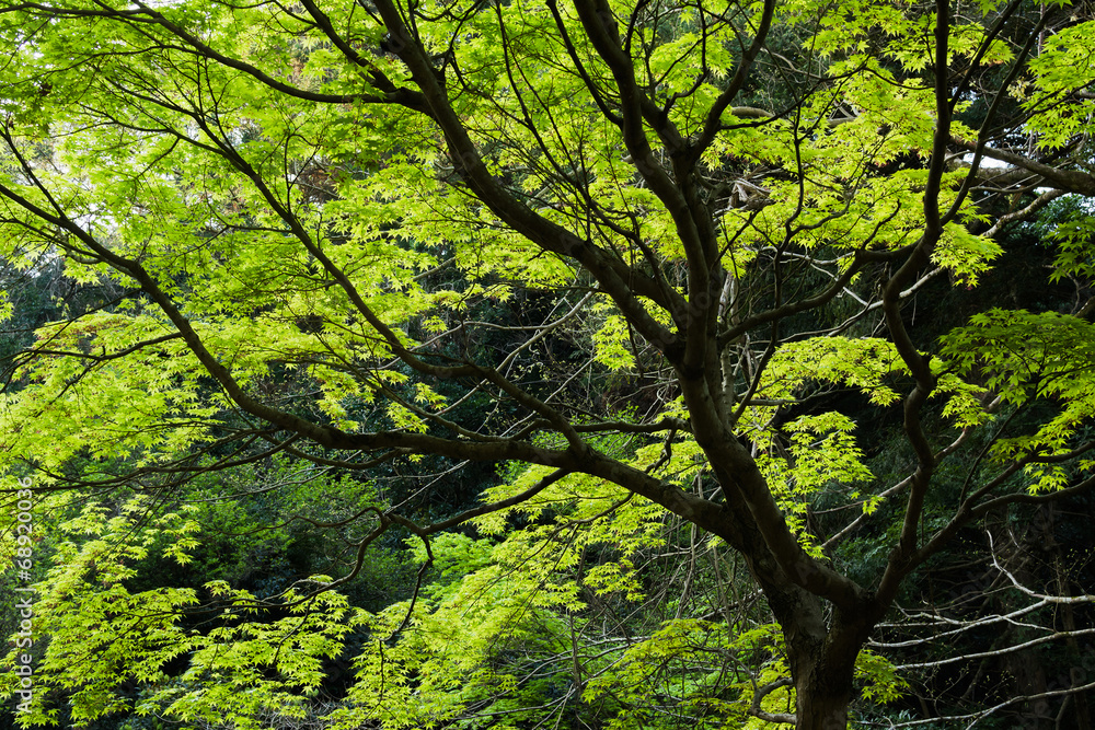 Green maple trees Green maple trees