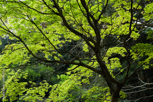 Green maple trees