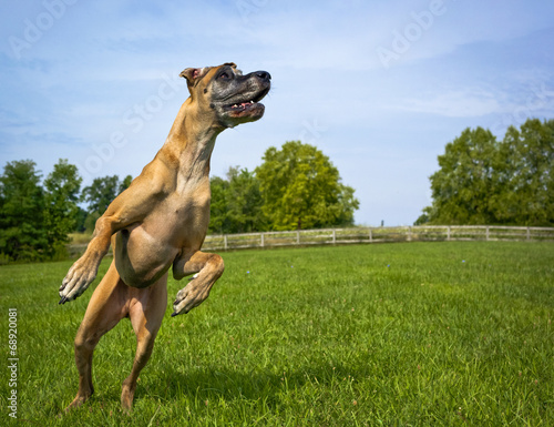 Принти на полотні Great Dane on hind legs looking right, no ball