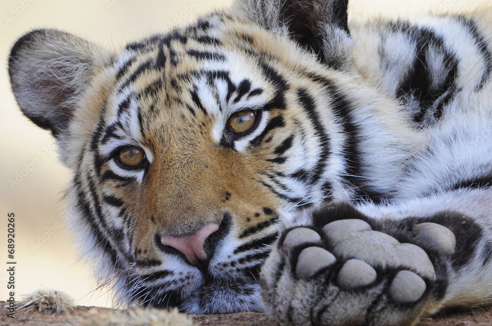 Fototapeta premium Zbliżenie Portret strzał Tygrys bengalski
