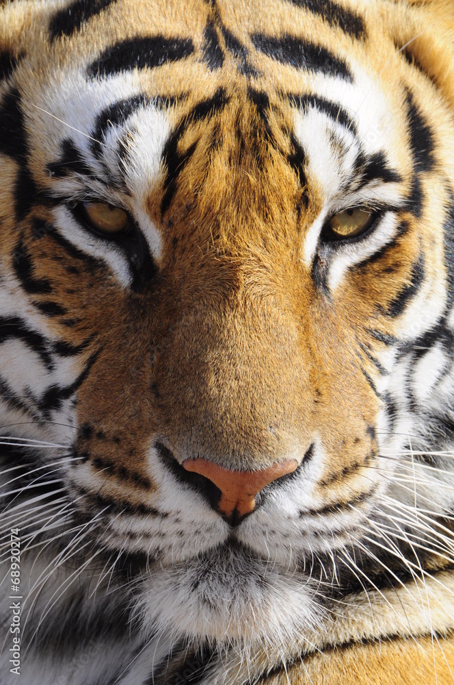 Closeup Portrait shot of a Bengal Tiger Closeup Portrait shot of a Bengal Tiger