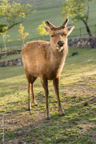 Deer in Nara park