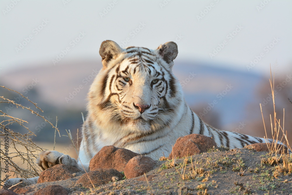 Obraz premium Portrait of a extremely rare Wild Tiger