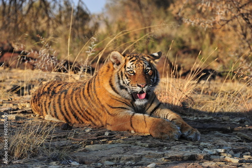 Portrait shot of a young tiger at rest