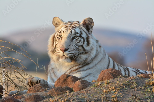 Portrait of a extremely rare Wild Tiger