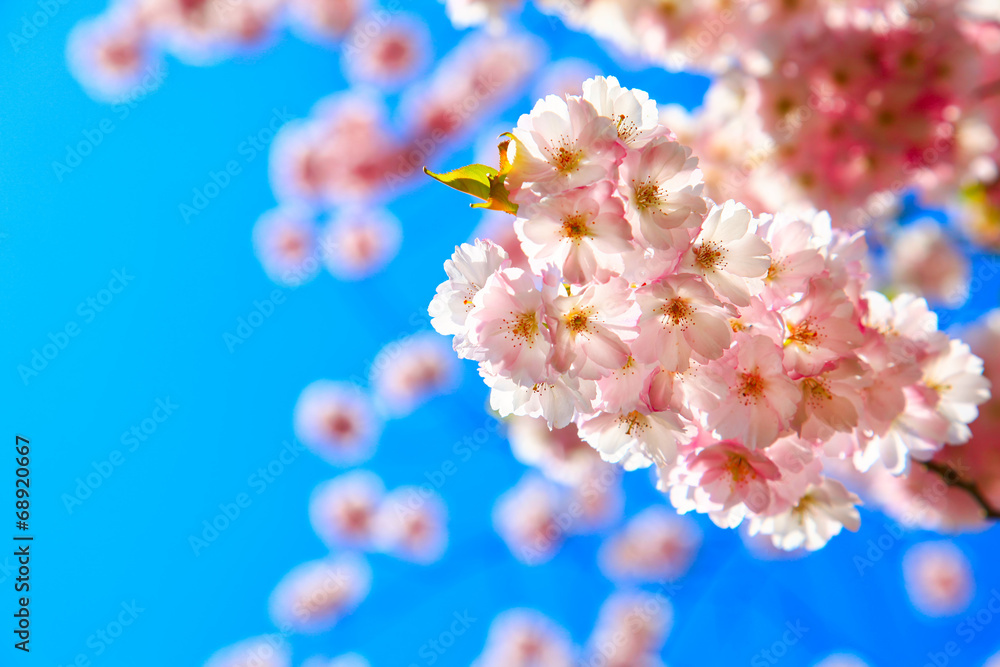 Kirschblüte Kirschblüte