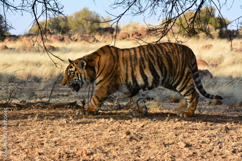 Fotografi Shot of a prowling tiger