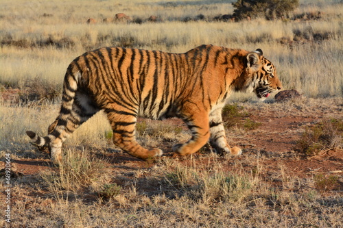 Fototapeta Naklejka Na Ścianę i Meble -  Panning shot of a moving tiger