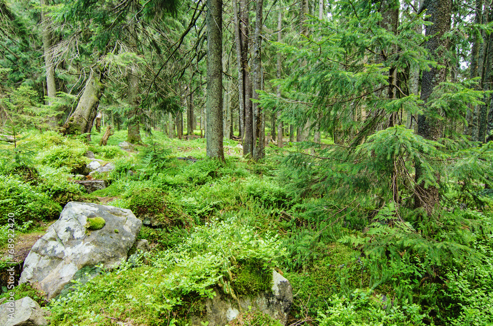 Dense green forest Dense green forest