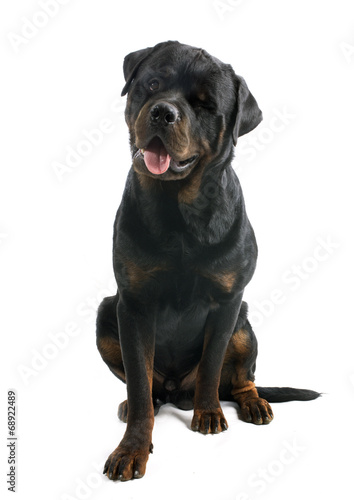 wink of rottweiler