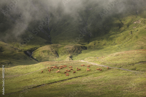 brown cows grazing in beautiful mountain landscape