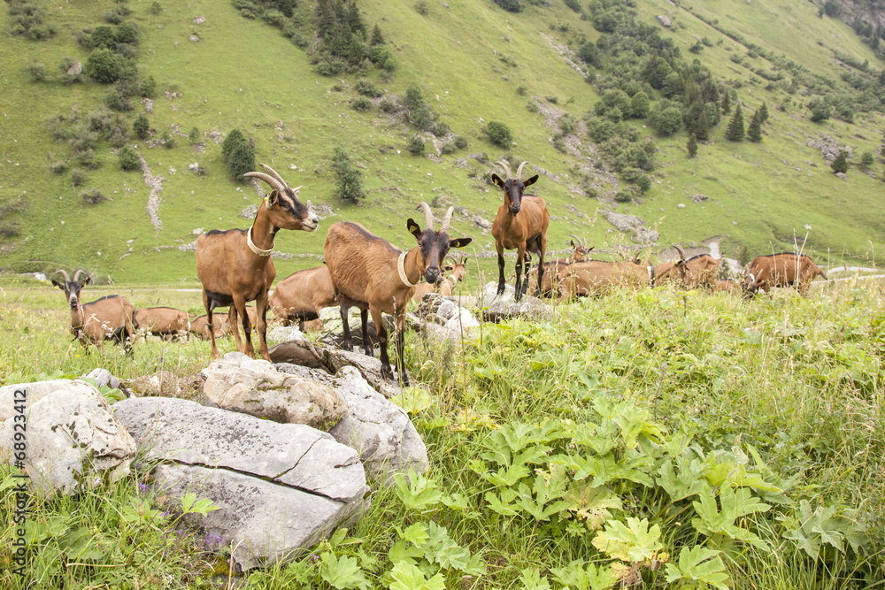 Fototapeta premium brown goats in the french alps