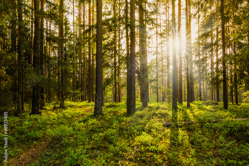 Evening in the Forest