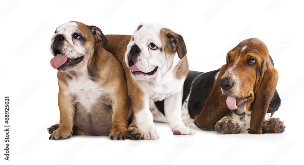 Basset Hound and English Bulldog Basset Hound and English Bulldog