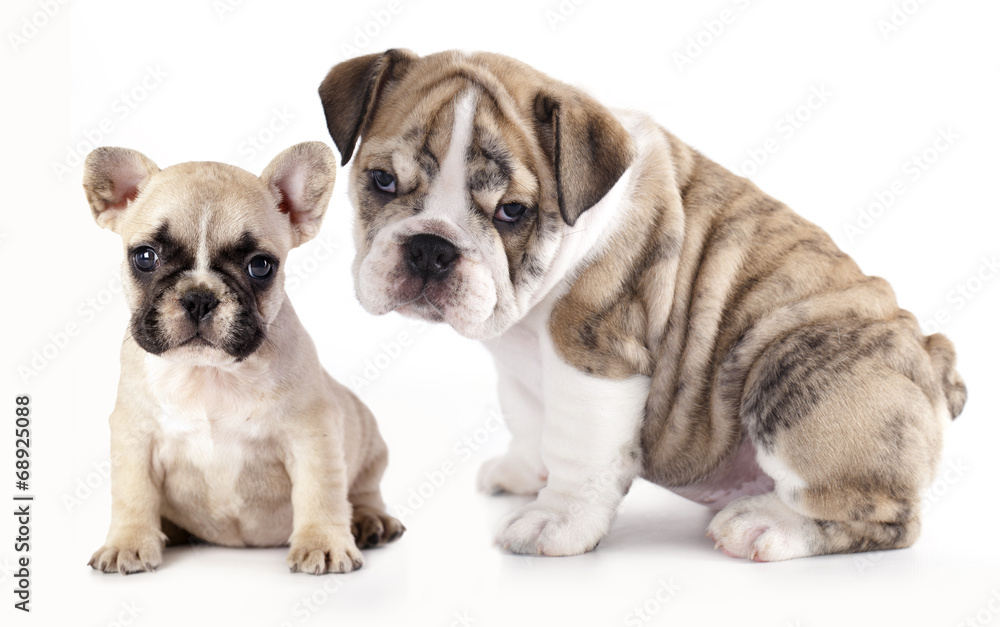 english Bulldog puppy and French Bulldog
