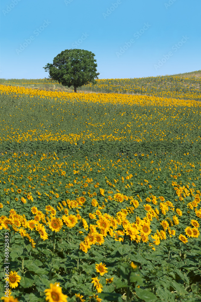 Fototapeta premium Champs de Tournesol
