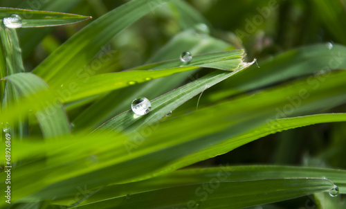 Waterdrops on the grass