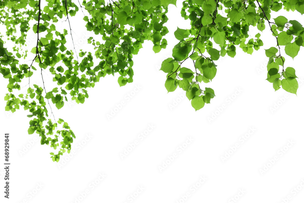 Beautiful spring leaves on tree, outdoors - obrazy, fototapety, plakaty 